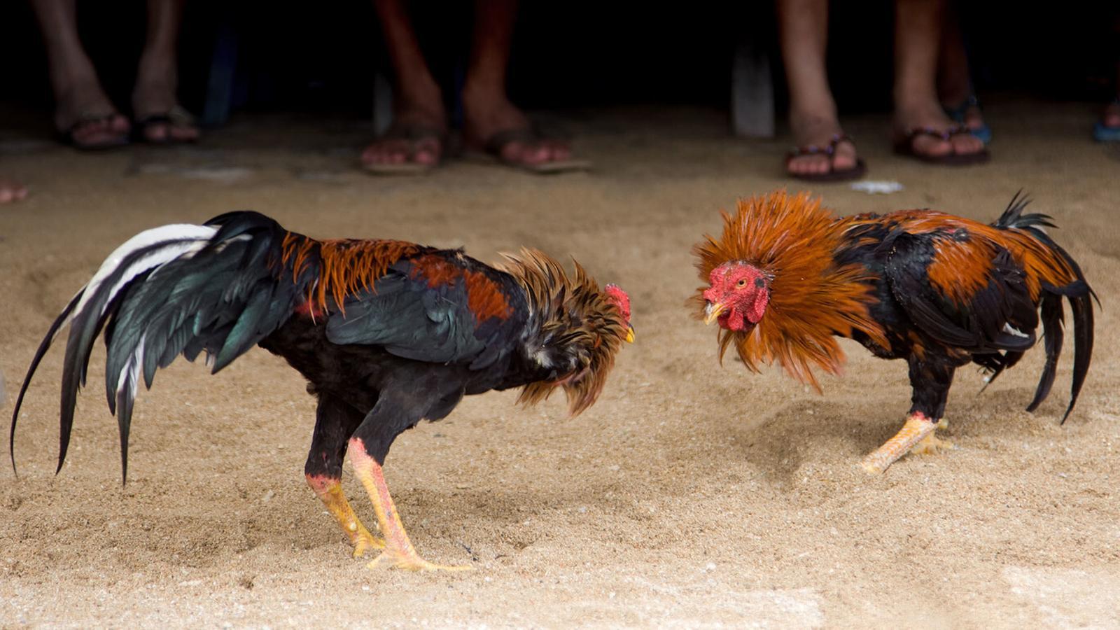foto de gallos de pelea