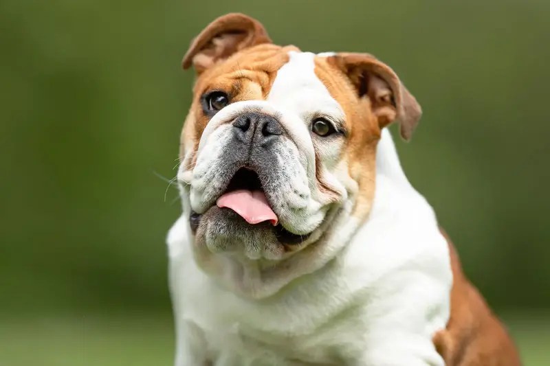 fotos de perros bulldog