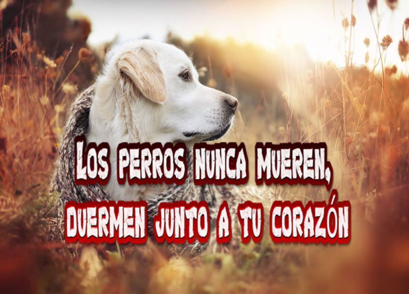 frases de despedida mascota