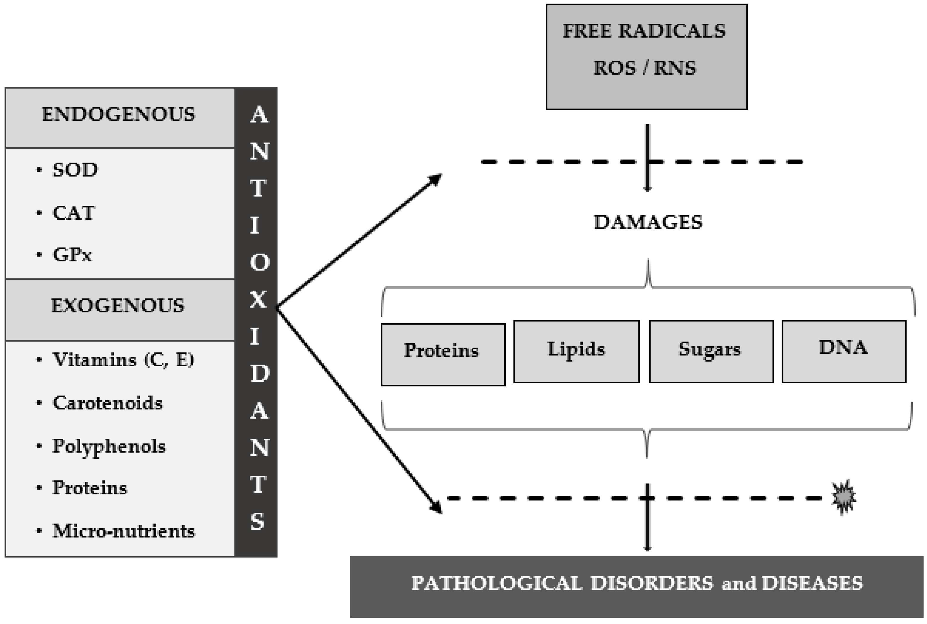 free radic res