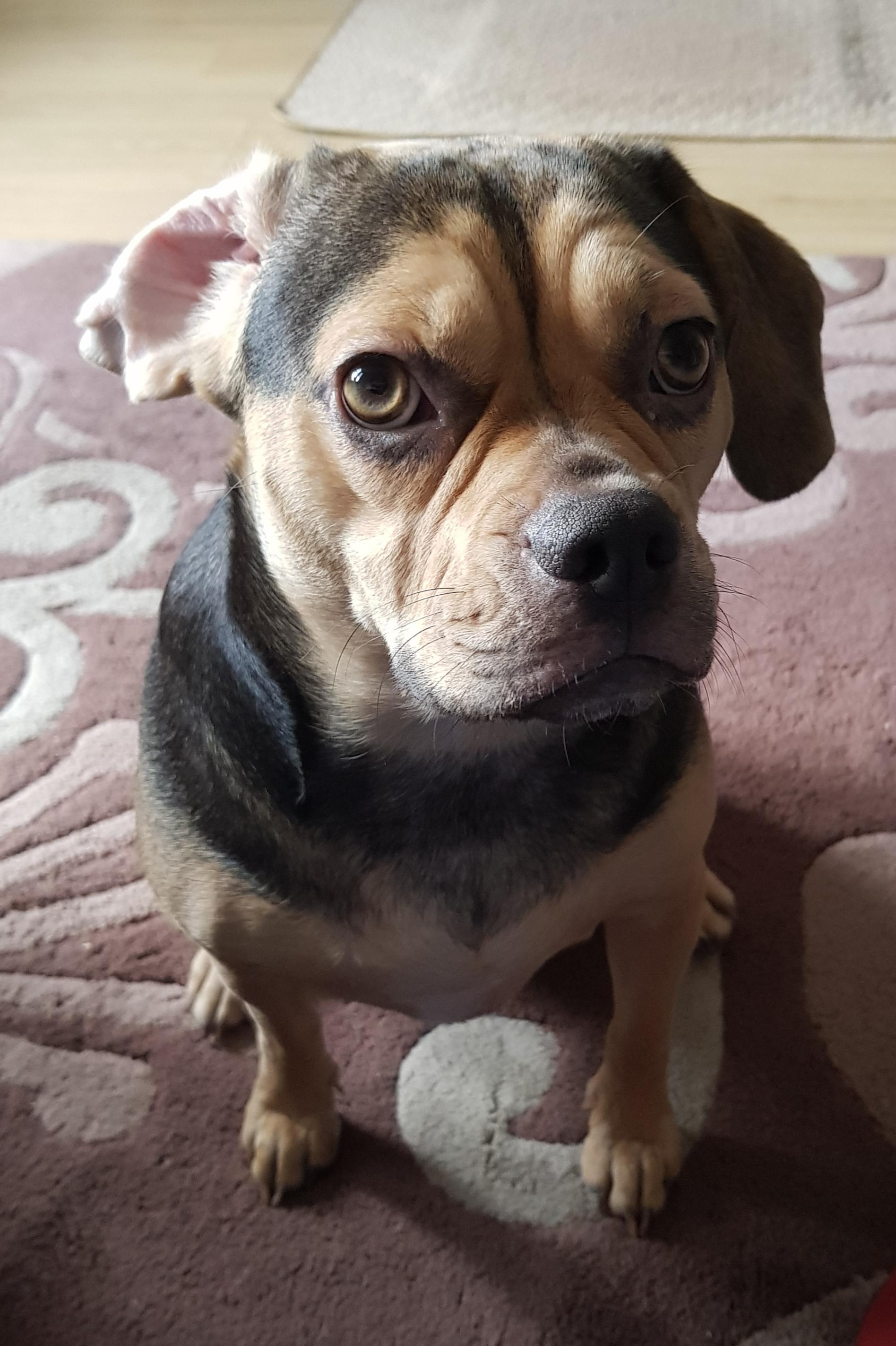 frenchie beagle mix