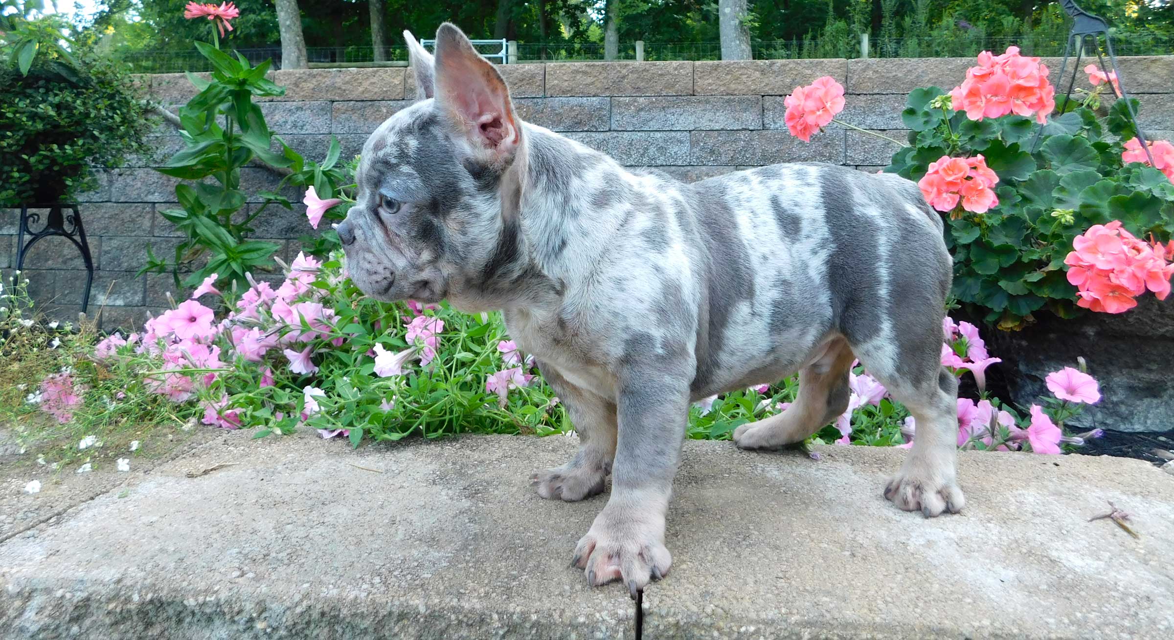 frenchie puppies for sale in ohio