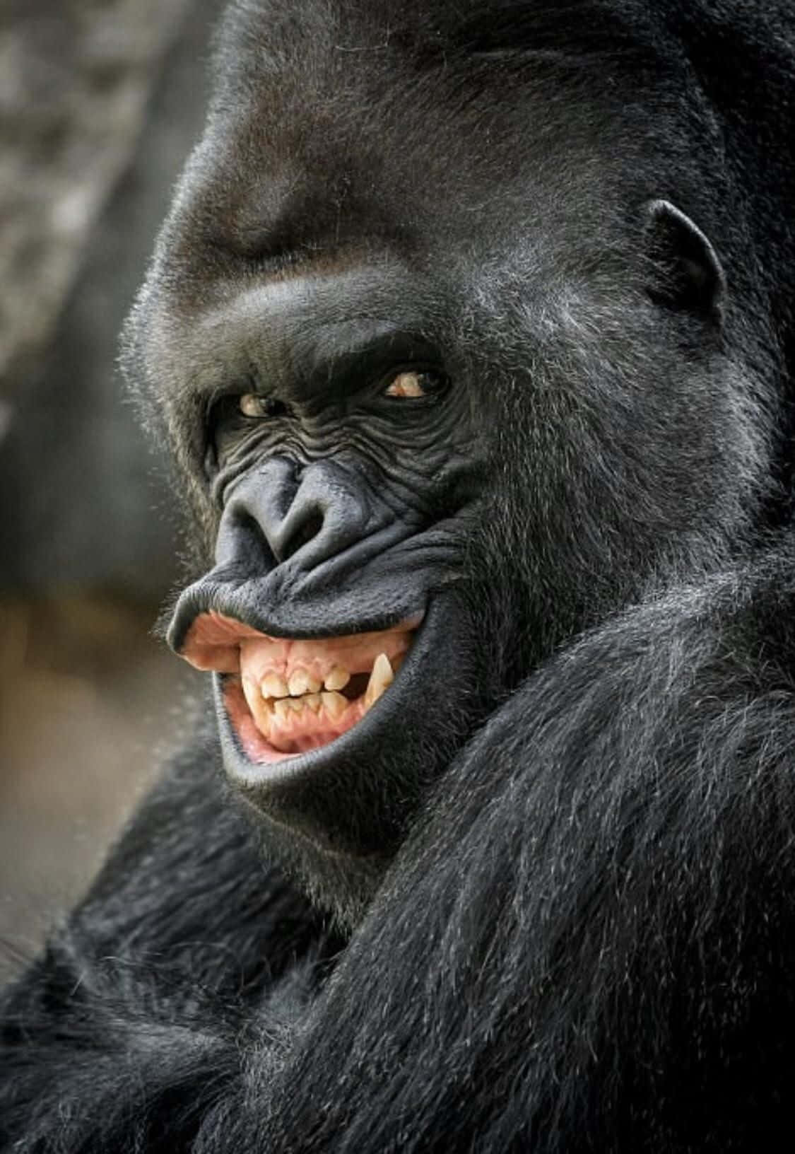 funny gorilla smiling