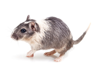 gerbil meaning in hindi