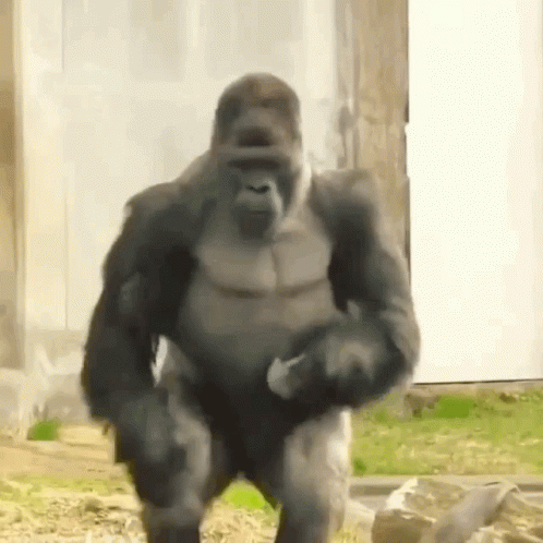 gif gorilla