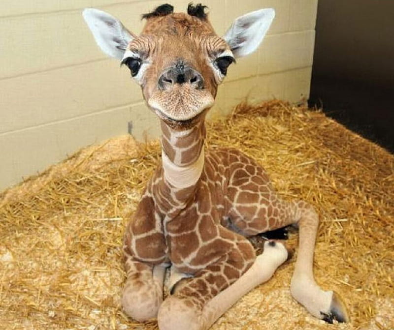 giraffe baby wallpaper