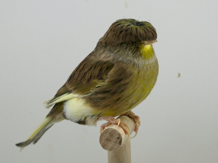 gloster canary bird