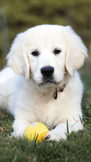 golden retriever puppies for sale