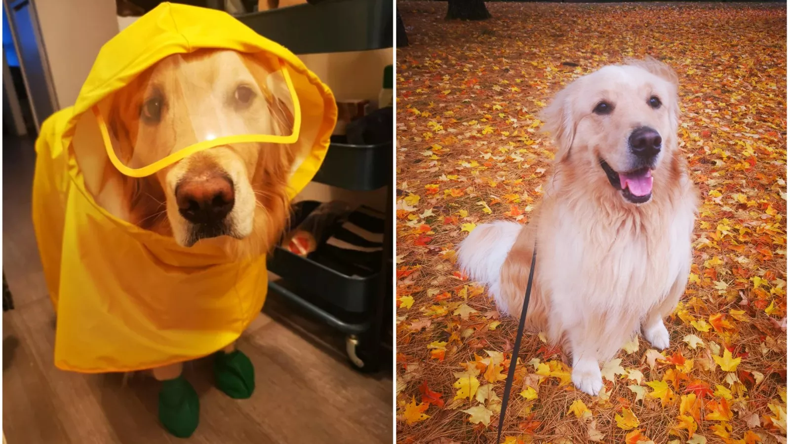 golden retriever raincoat