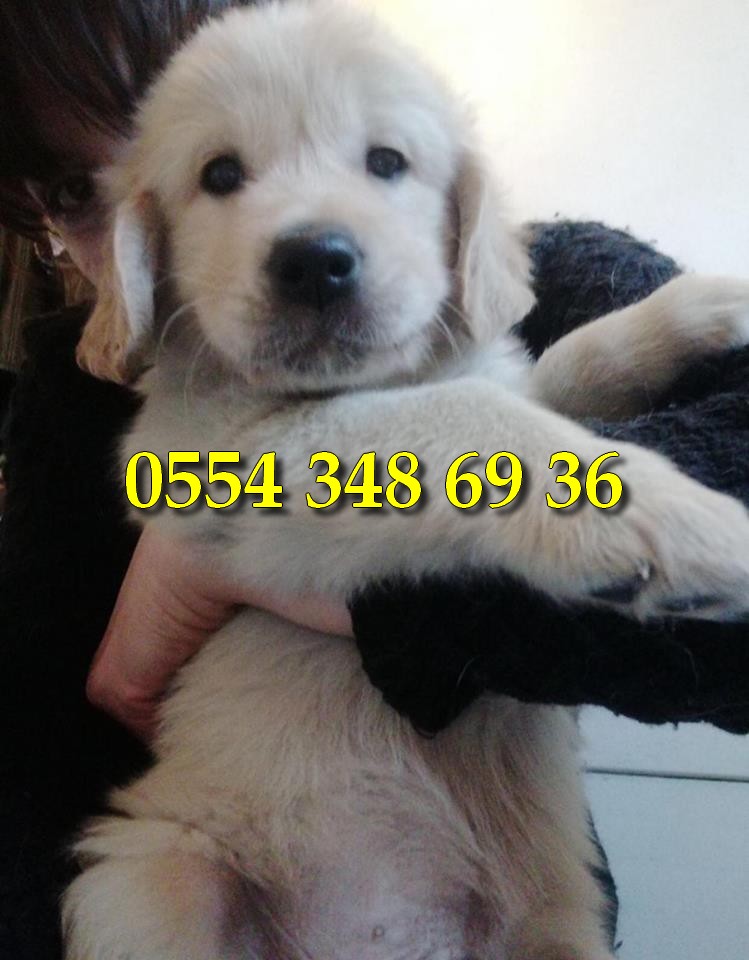 golden retriever sahiplenme antalya