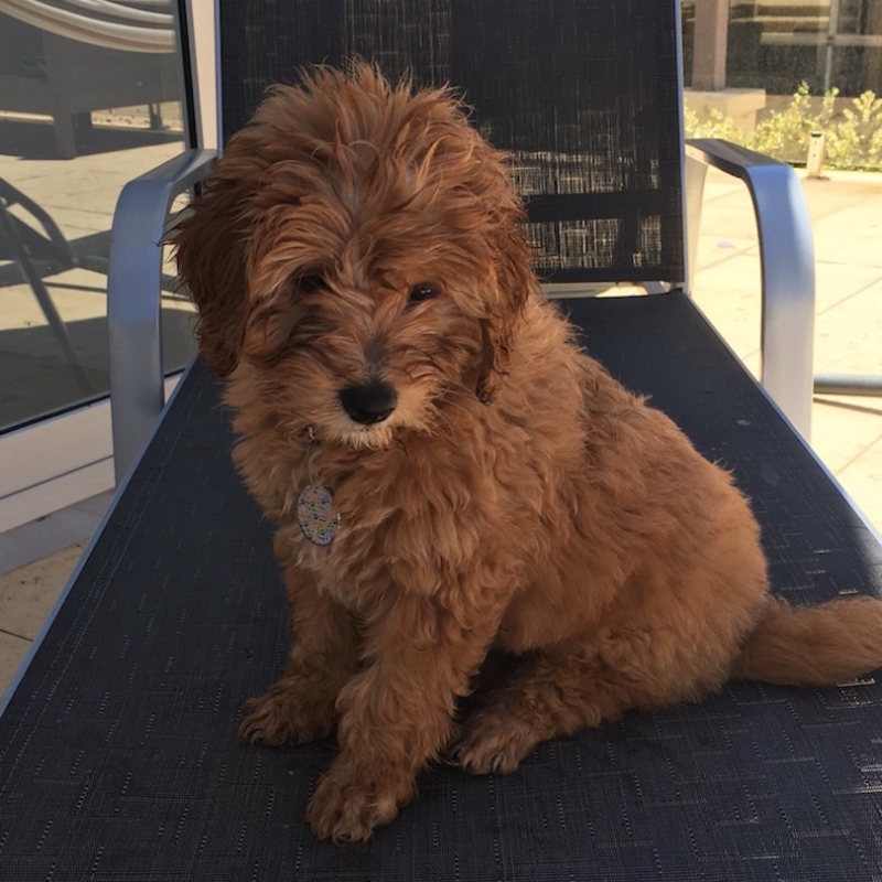 goldendoodle for sale nsw