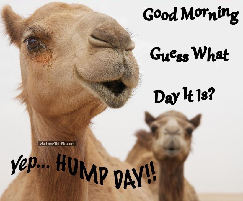 good morning happy hump day