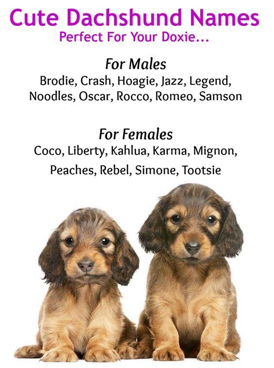 good wiener dog names