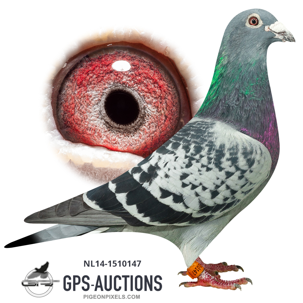 gps auctions pigeons