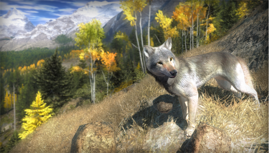 gray wolf cotw