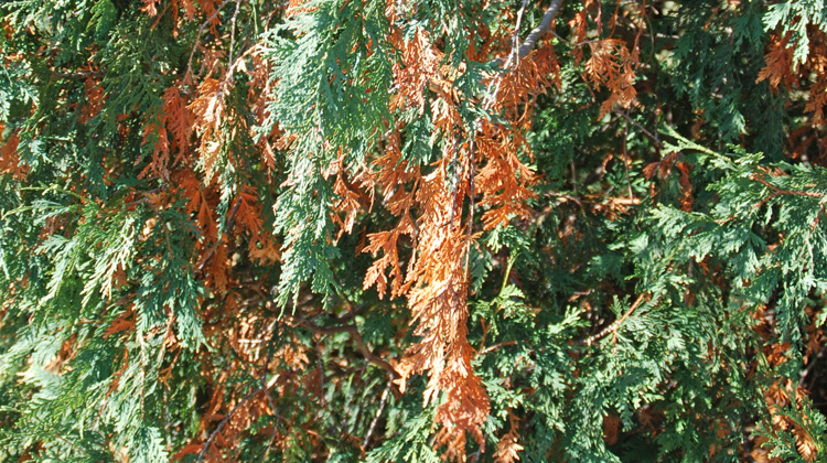 green giant arborvitae turning brown