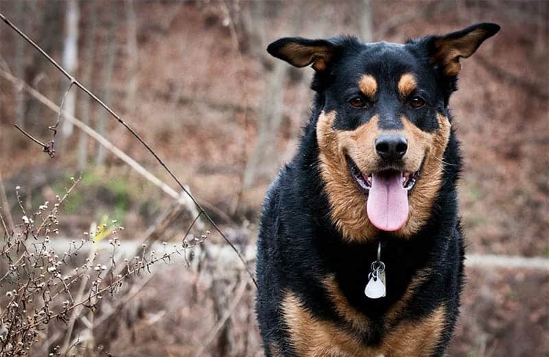 gsd rottweiler cross