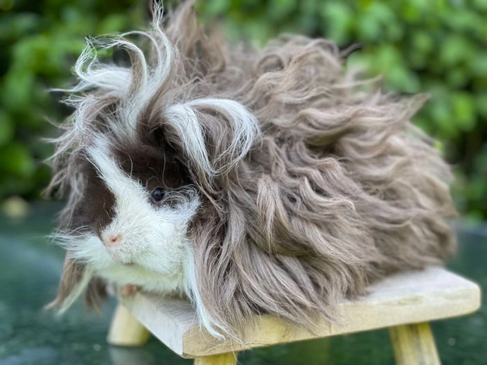 guinea pigs for sale hull