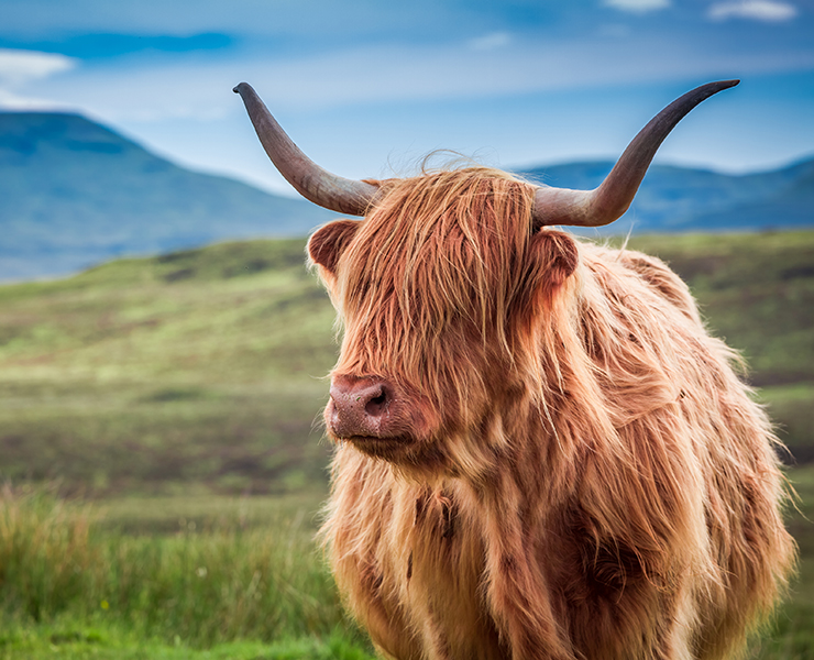 hairy coo tour scotland