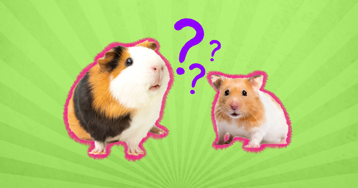 hamster and guinea pig difference