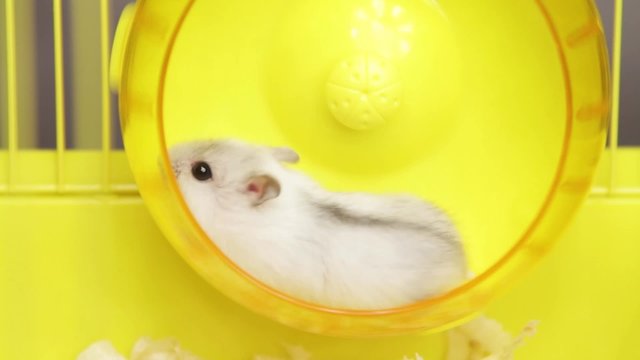hamster hamster videos