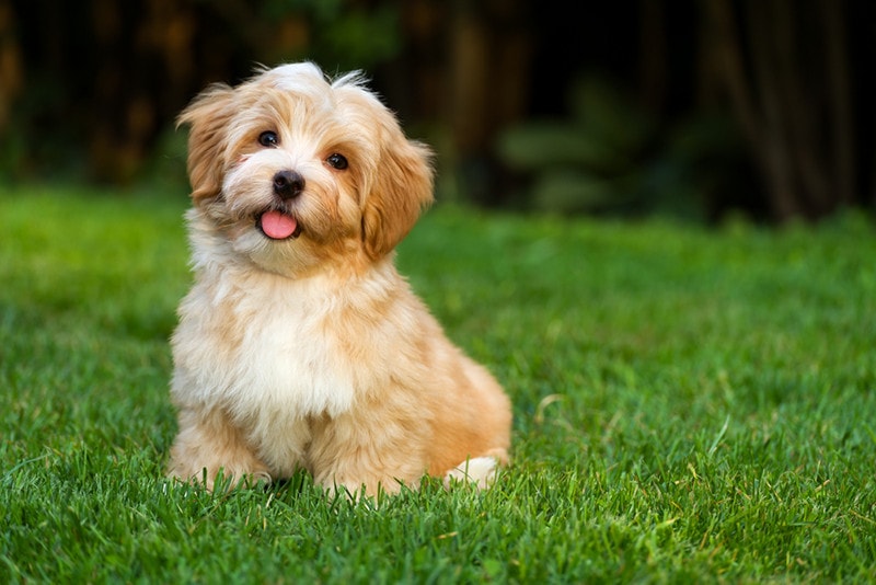 havanese fully grown