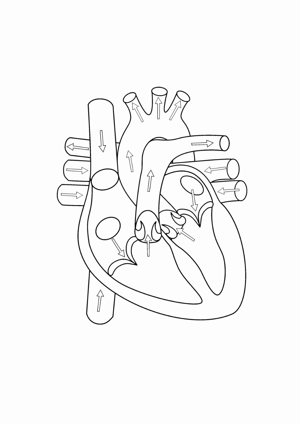 heart diagram unlabeled