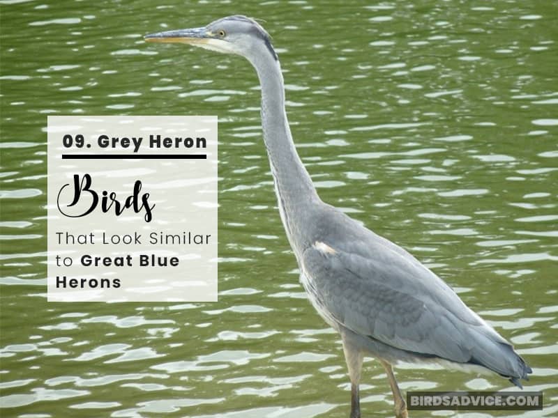 heron like bird crossword clue