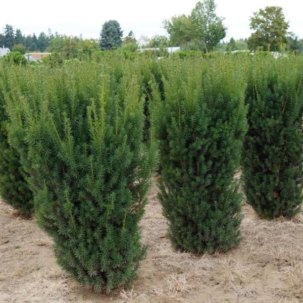 hicks yew for sale