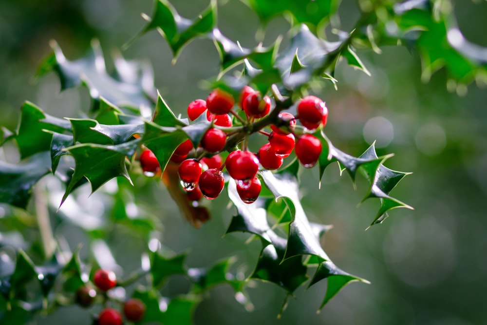 holly berries images