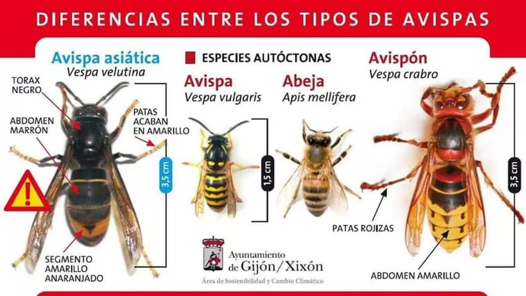 hornet traducción