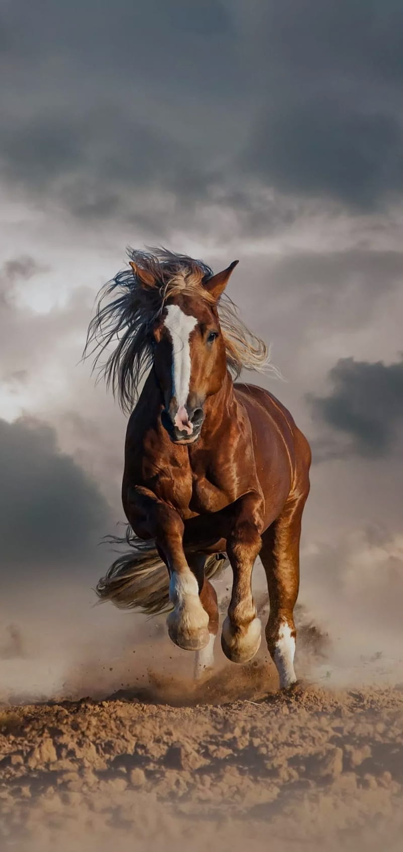 horse wallpapers