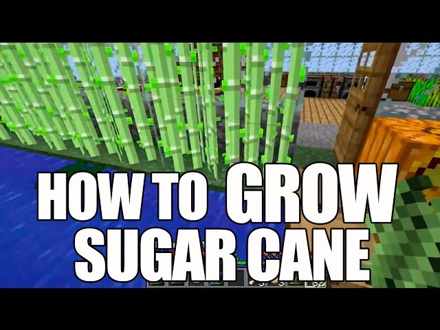 how do i plant sugarcane in minecraft