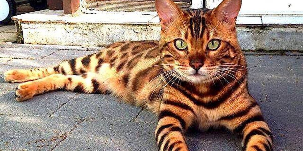 how much does a bengal house cat cost