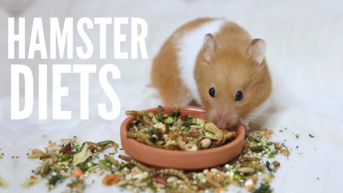 how often should you feed hamsters