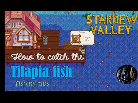 how to catch tilapia stardew valley