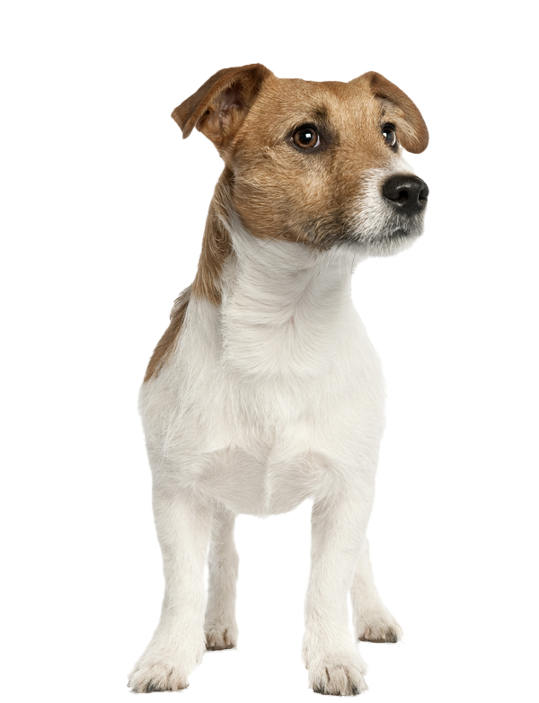 images jack russell terriers