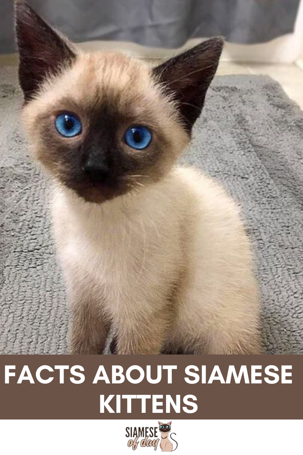 images of siamese kittens