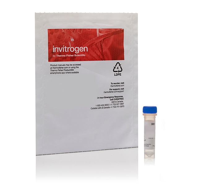 invitrogen molecular probes