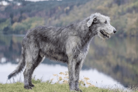 irish wolfhound puppy price