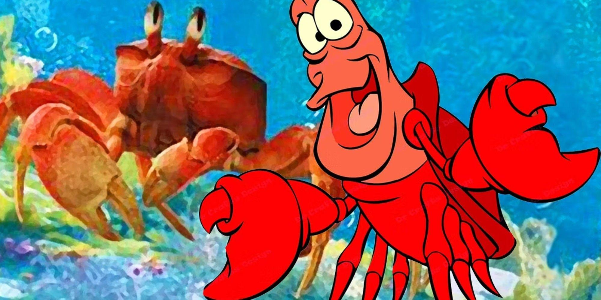 is sebastian a lobster or crab