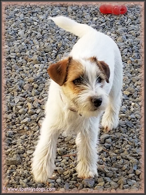 jack russell long haired puppies for sale