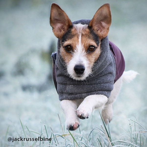 jack russell terrier kıyafetleri