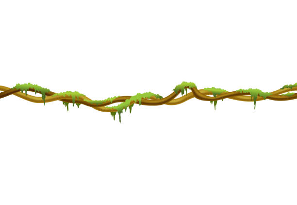 jungle vines clipart