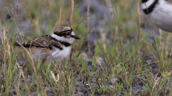 killdeer gif