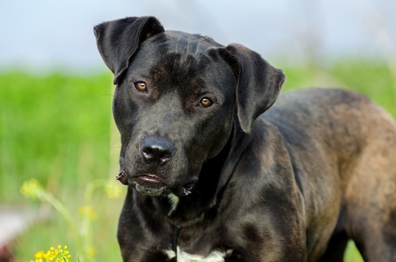 labrador and bulldog mix