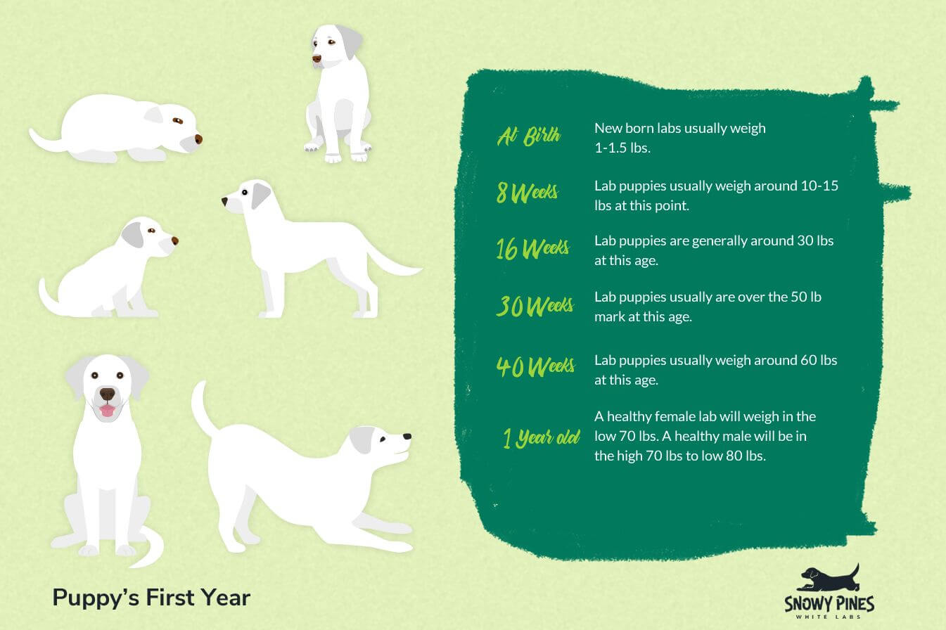 labrador puppy weight chart