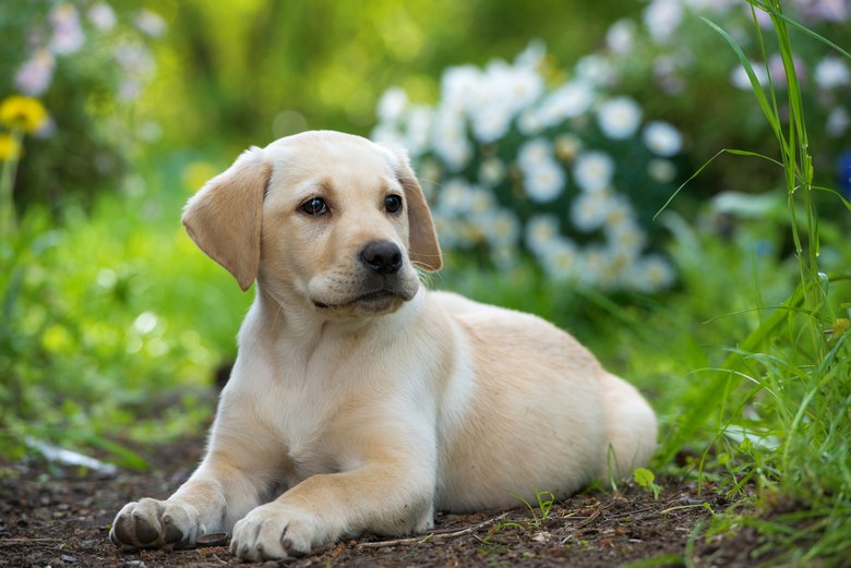 labradors for sale near me