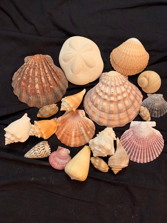 large shells for sale