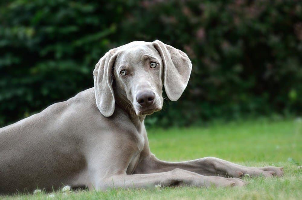 lifespan of weimaraner dog